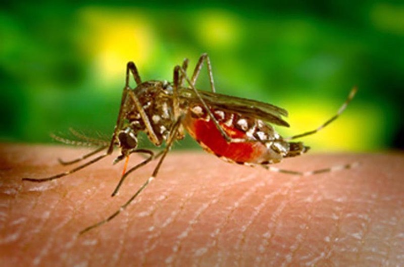 mosquito da dengue_241115_Divulgação